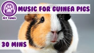 Calming and Relaxing Music for Your Guinea Pig [upl. by Isyed]