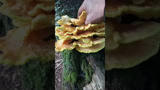 Polypore souffré  Le 12092024 [upl. by Alaster]