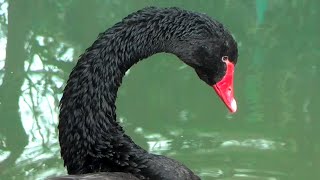 Black Swan Cygnus atratus Trauerschwan cisne negro [upl. by Asenab]