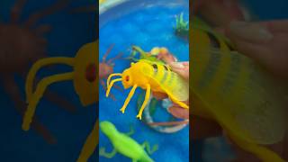 Learn Bug Insects Names for Babies Kids Preschoolers Caterpillar Grasshopper [upl. by Clance727]