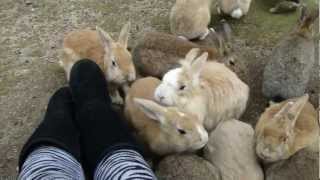 Feeding bunnies on Ōkunoshima Rabbit Island in Japan [upl. by Yrelav]