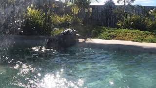 Saltwater Estuarine Crocodile Australia [upl. by Nagek]