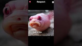 Blobfish Ugliest Deep Sea Marvels of Adaptation and Appearance [upl. by Anesuza]