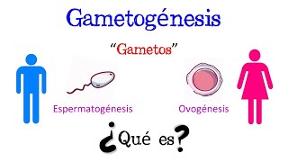 💥 ¿Qué es la Gametogénesis 💥 Fácil y Rápido  BIOLOGÍA [upl. by Eellac877]