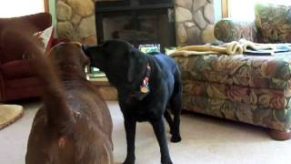 Chocolate and Black Lab Playing [upl. by Minsk]