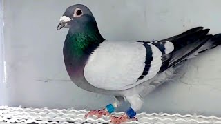 Janssen pigeon  حمامة السباق pigon कबूतर bird kabutar tiktok viral الحمامة formula1কবুতর [upl. by Larkins]