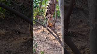 Baby monkey sound monkey Monkey animals Animals surviveshelter [upl. by Devina]