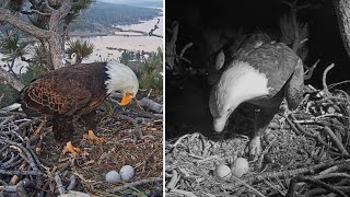 FOBBV Eagles 🦅Jackie amp Shadow appear to bid their eggs farewell 😥 Together and in song💕🎶2024 Apr 11 [upl. by Haerr]