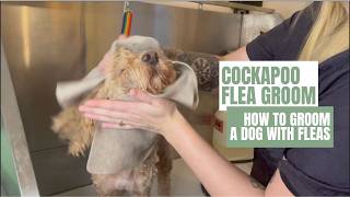 🌟From Itchy to Adorable Cockapoos Happy Flea Grooming Transformation 🌟 [upl. by Holcomb]