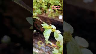 Bluetail dragonfly  plants and flowers butterfly nature insects wildlife trending shorts [upl. by Heater227]