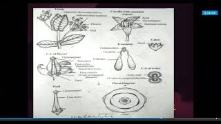 B Sc I Yr II Sem Botany Asclepiadaceae Family [upl. by Ynatirb]