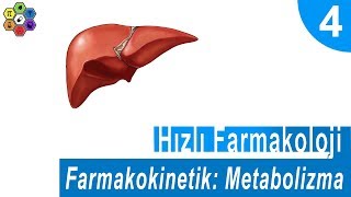 FARMAKOKİNETİK METABOLİZMA Hızlı Farmakoloji 4 [upl. by Einnoc390]