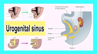 urogenital sinus [upl. by Danais]