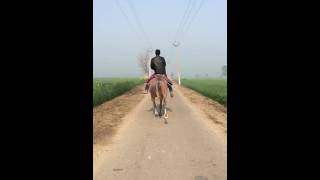 Fastest Gaited Horse in Punjab [upl. by Greer]