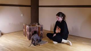 DIY Cat Castle Transform Your Home into a Kitty Kingdom [upl. by Burns597]