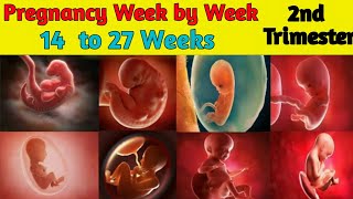 Pregnancy Week by Week  14 to 27 Weeks  Fetal Development [upl. by Melac99]