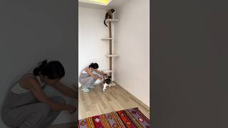 Kediler İçin Tavan Boy Kedi Tırmalaması [upl. by Emlynn]