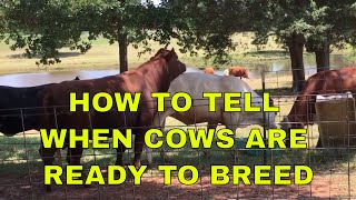 How To Tell When Cows Are Ready To Breed [upl. by Wonacott]