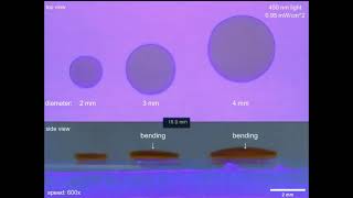 Hydrogel locomotion regulated by light and electric fields [upl. by Agathy]