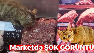 Pişik ətlərin Üstündə GƏZDİ  Marketdə ŞOK GÖRÜNTÜ [upl. by Meras]