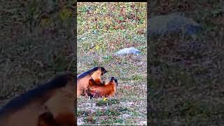 Himalayan marmots playing with each other at burzil pass Pakistan [upl. by Bergmann]