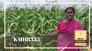 Kaveri KMH8333 kharifcrops maizecultivation corn kaveri trending trendingshorts [upl. by Eiznyl]