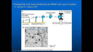 CURS 112 Nucleul interfazic [upl. by Aloz196]