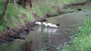 5 Royal Spoonbills Feeding [upl. by Buseck]