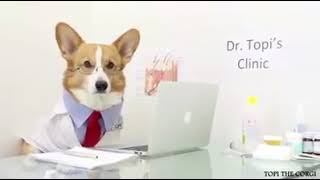 YO SOY SU DOGTOR 🐶  Mr Doctor Ft Topi the Corgi [upl. by Phip]