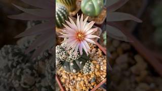 Astrophytum asterias kikko proliferum astrophytum asterias cactos cactus [upl. by Frohman]