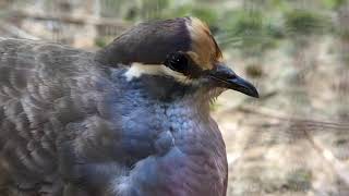 Bronzewing pigeon calling Sydney [upl. by Rania]