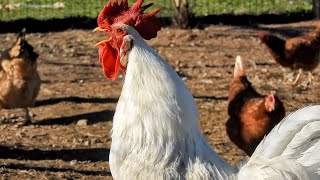 Leghorn Rooster Crowing  Most Famous Farm Sound Effects [upl. by Hsejar937]