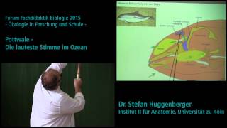 Pottwale  Die lauteste Stimme im Ozean  Forum Fachdidaktik Biologie 2015  Universität zu Köln [upl. by Allista701]