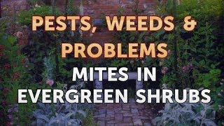 Mites in Evergreen Shrubs [upl. by Ardnoid]