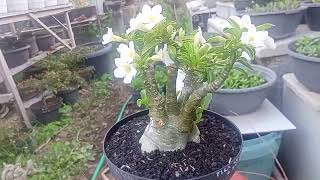 350 085334360777 Adenium TS Bunga Putih [upl. by Assej]