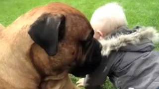 Baby takes a bullmastiffs ball [upl. by Emawk648]