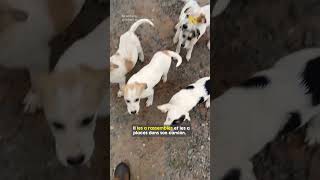 5 chiots abandonnés sauvés avant le passage dun ouragan [upl. by Yerffeg]