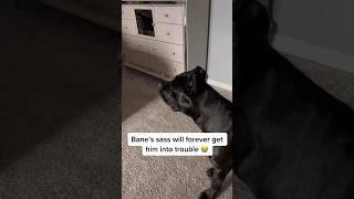 The sassiest dog alive raisingbane canecorso funnydogs funnydogsvideos dog bane talkingdog [upl. by Annauj630]