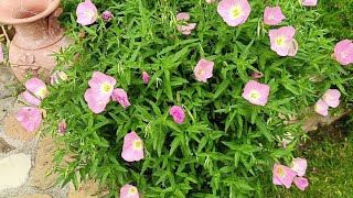 oenothera speciosa rosea [upl. by Etnovahs]