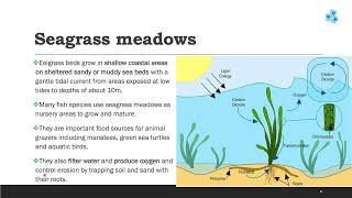 Major types of Marine ecosystem [upl. by Rider]