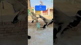 Ducks flying ducks full enjoy flying training today petsvlog fly [upl. by Nimocks]