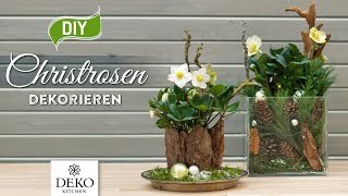 DIYWeihnachtsdeko Christrosen effektvoll dekorieren How to Deko Kitchen [upl. by Armmat644]