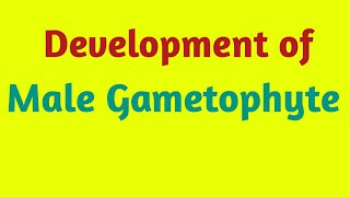 Development of Male Gametophyte in Angiosperms  Pravin Bhosale [upl. by Yedoc]