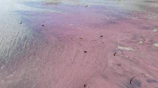 Pfeiffer Beach purple sand [upl. by Eugenio]