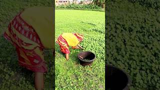 Woman Farmer Harvesting Water Clover shorts [upl. by Chloe744]