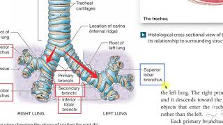 Bronchial Tree 1 [upl. by Stock216]