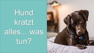 Hund kratzt alles was tun [upl. by Annwahs]