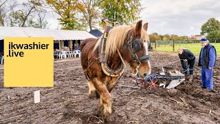 Belgische trekpaarden en Ardenners ploegen op ploegdag Ju met ’t peird  ikwashierlive in Lichtaart [upl. by Malcah]