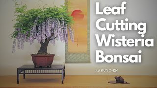 Compound Leaf cutting on Wisteria Bonsai [upl. by Akinar108]