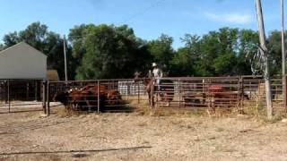 Cattle handling with horse and dogs using Bud Williams method [upl. by Bitthia]